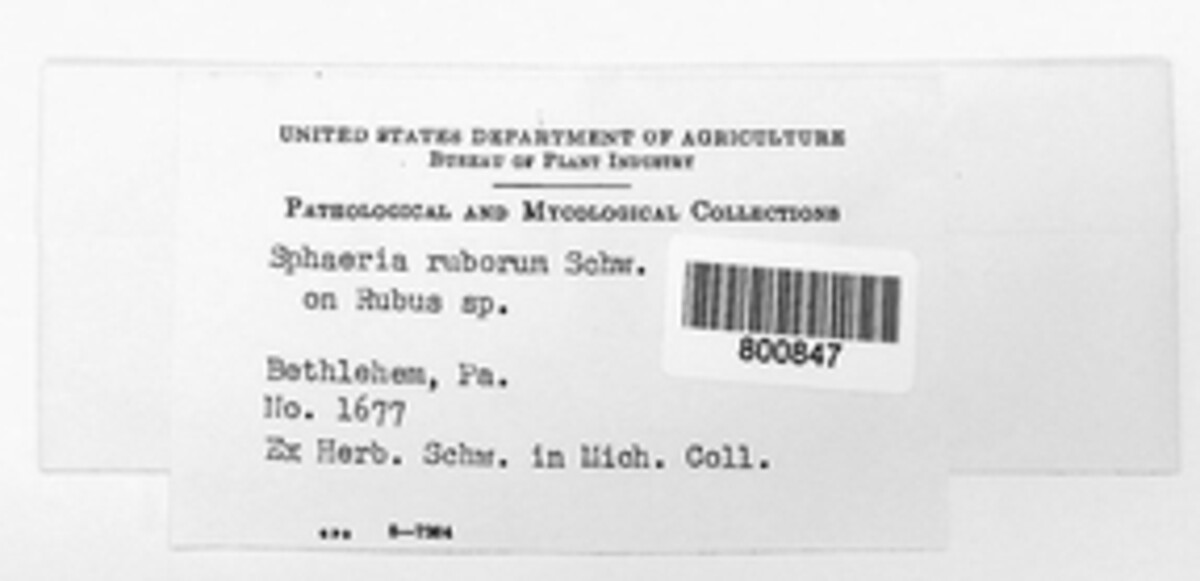 Aplosporella ruborum image